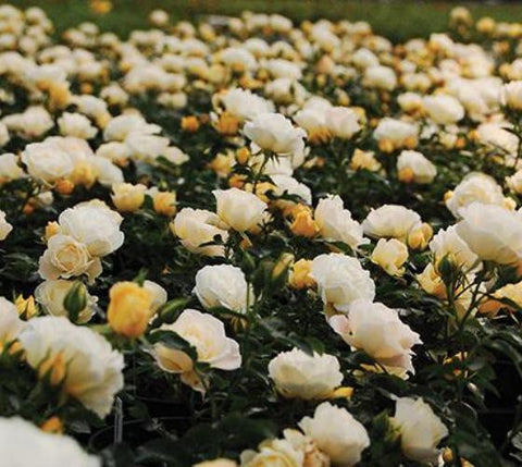 Popcorn Drift® Yellow Groundcover Rose