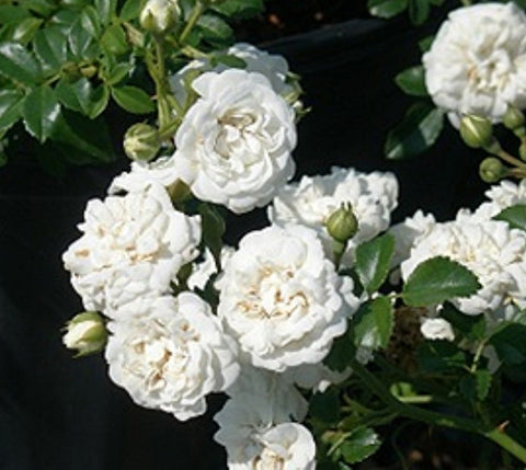 White Drift® Groundcover Rose