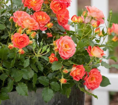 Easy Elegance® Coral Cove Rose