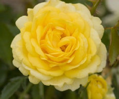 Easy Elegance® High Voltage Yellow Rose
