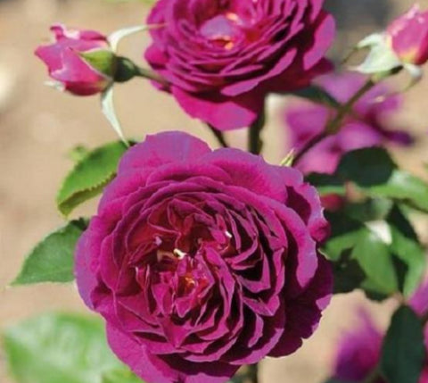 Ebb Tide™ Floribunda Rose