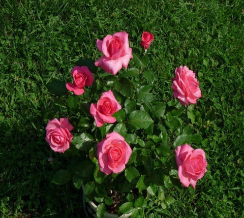 Easy Elegance® Grandmas Blessing Rose