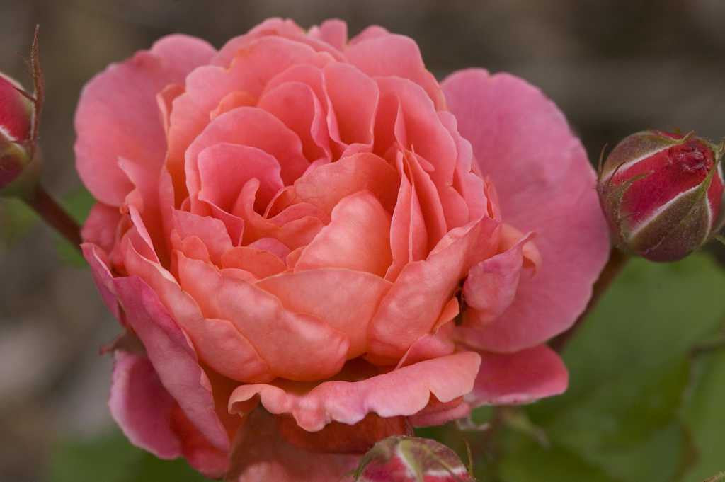 Easy Elegance® Kiss Me Rose New Life Nursery