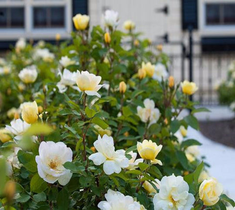Sunny Knock Out® Rose