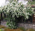 Lady Banks White Climbing Rose
