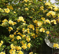 Lady Banks Yellow Climbing Rose