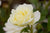 Easy Elegance® Macy's Pride White Rose