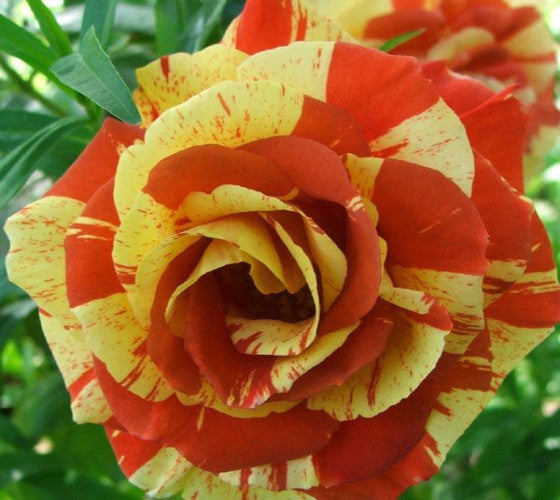 Oranges n Lemons Shrub Rose New Life Nursery