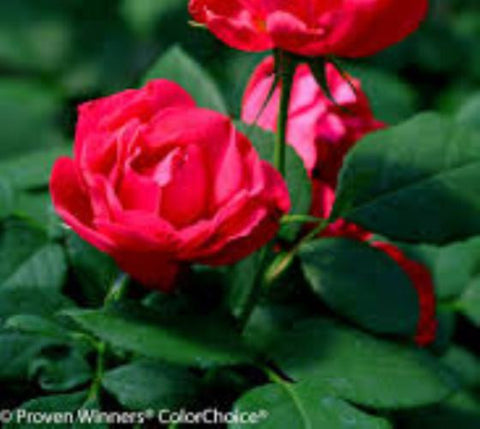 Oso Easy® Double Red Shrub Rose