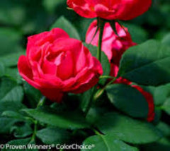 OSO Easy Double Red Shrub Rose Rosa 'Meipeporia' PPAF