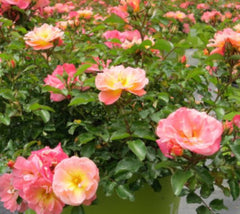 Peach Drift® Groundcover Rose Rosa 'Meiggili'