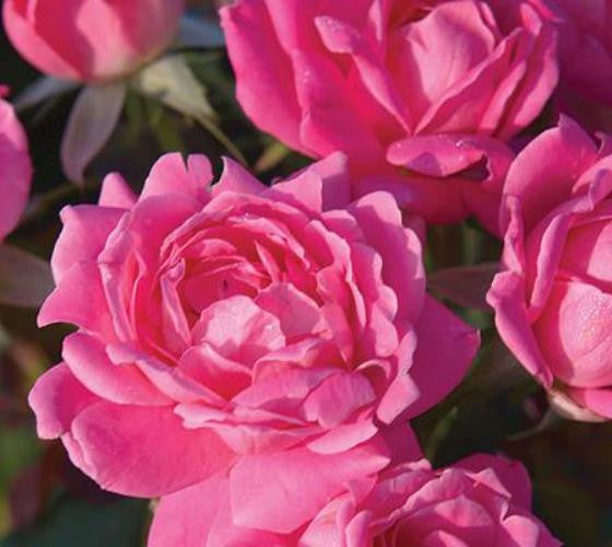 Pink Double Knockout® Rose | New Life Nursery