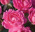 The Pink Double Knock Out® Rose