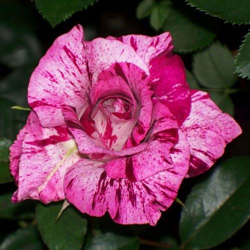 Blue Tiger Roses Purple Tiger Rose
