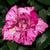 Purple Tiger Floribunda Rose