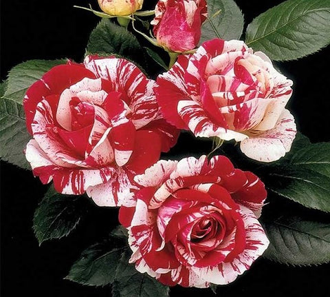 Scentimental™ Floribunda Rose