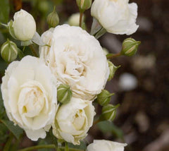 Easy Elegance® Snowdrift White Rose