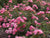 Easy Elegance® Sunrise Sunset Rose