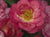 Easy Elegance® Sunrise Sunset Rose