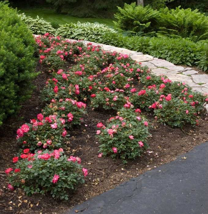 Sunrse Roses Easy Elegance® Sunrise Sunset Rose | New Life Nursery