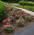 Easy Elegance® Sunrise Sunset Rose