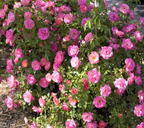 Easy Elegance® Sunrise Sunset Rose