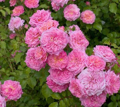 Sweet Drift® Pink Groundcover Rose