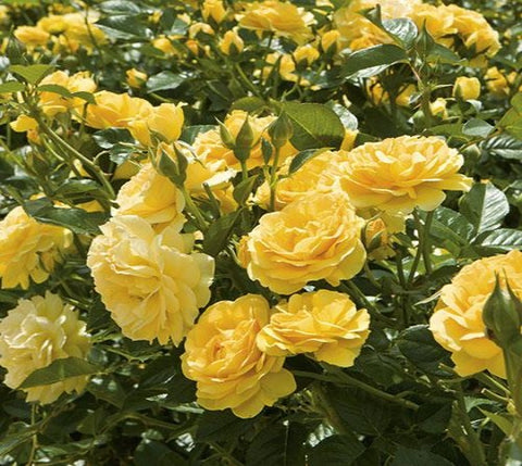 Julia Child™ Floribunda Rose