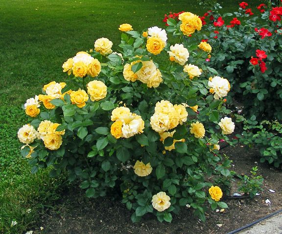 floribunda rose seeds Julia Child™ Floribunda Rose