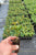 Starter Plant
