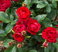 Petite Knock Out® Rose