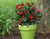 Petite Knock Out® Rose