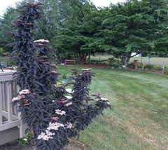 Black Tower Sambucus ( Elderberry )