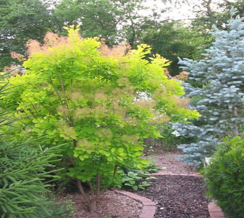 Golden Spirit Smokebush Tree (cotinus)