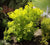 Golden Spirit Smokebush Tree (cotinus)