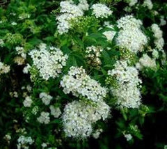 Bridal Wreath (reeves)  White Spirea Japonica