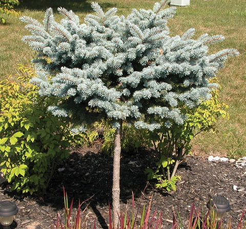 Dwarf Globe Blue Spruce ( Tree Form )