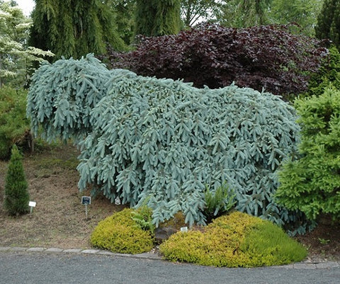 'The Blues' Weeping Blue Spruce