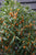 Apricot Echo Orange Tea Olive