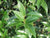 Fruitlands Fragrant Tea Olive (osmanthus)