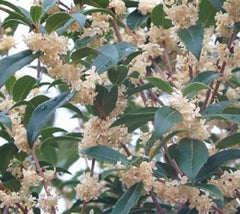 Fruitlands Fragrant Tea Olive (osmanthus)