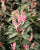 Party Lights Pink Flush Tea Olive (osmanthus)