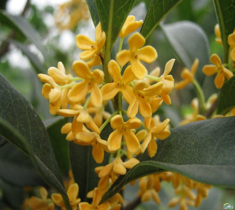 Yellow Flowering Fragrant Tea Olive ( osmanthus )