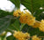 Yellow Flowering Fragrant Tea Olive ( osmanthus )