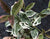 Yinbi Shuanghui Fragrant Tea Olive