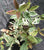 Yinbi Shuanghui Fragrant Tea Olive