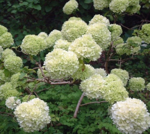 Chinese Snowball bush ( viburnum macrocephalum )