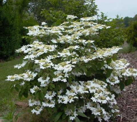 Summer Snowflake Viburnum