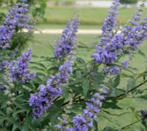 Delta Blues™ Vitex ( chaste tree )