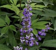 Shoal Creek Vitex ( chaste tree )